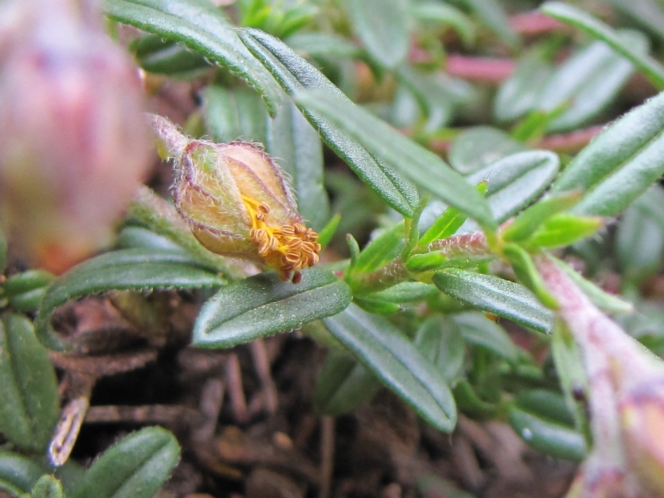 Helianthemum nummularium / Eliantemo maggiore